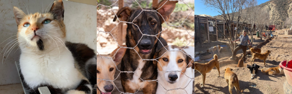 Maa, morocco animal aid dierproefvrijnl